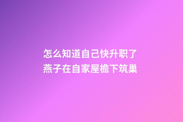 怎么知道自己快升职了 燕子在自家屋檐下筑巢